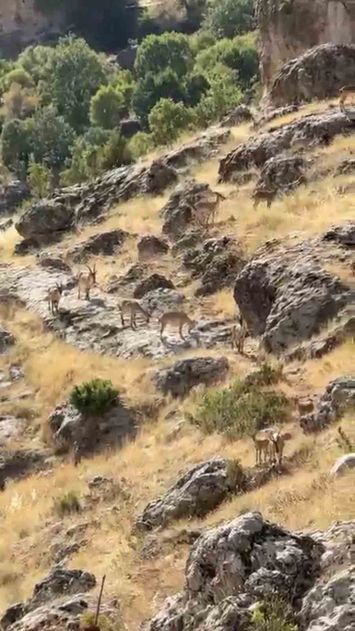 Diyarbakır'da Dağ Keçileri Görüntülendi