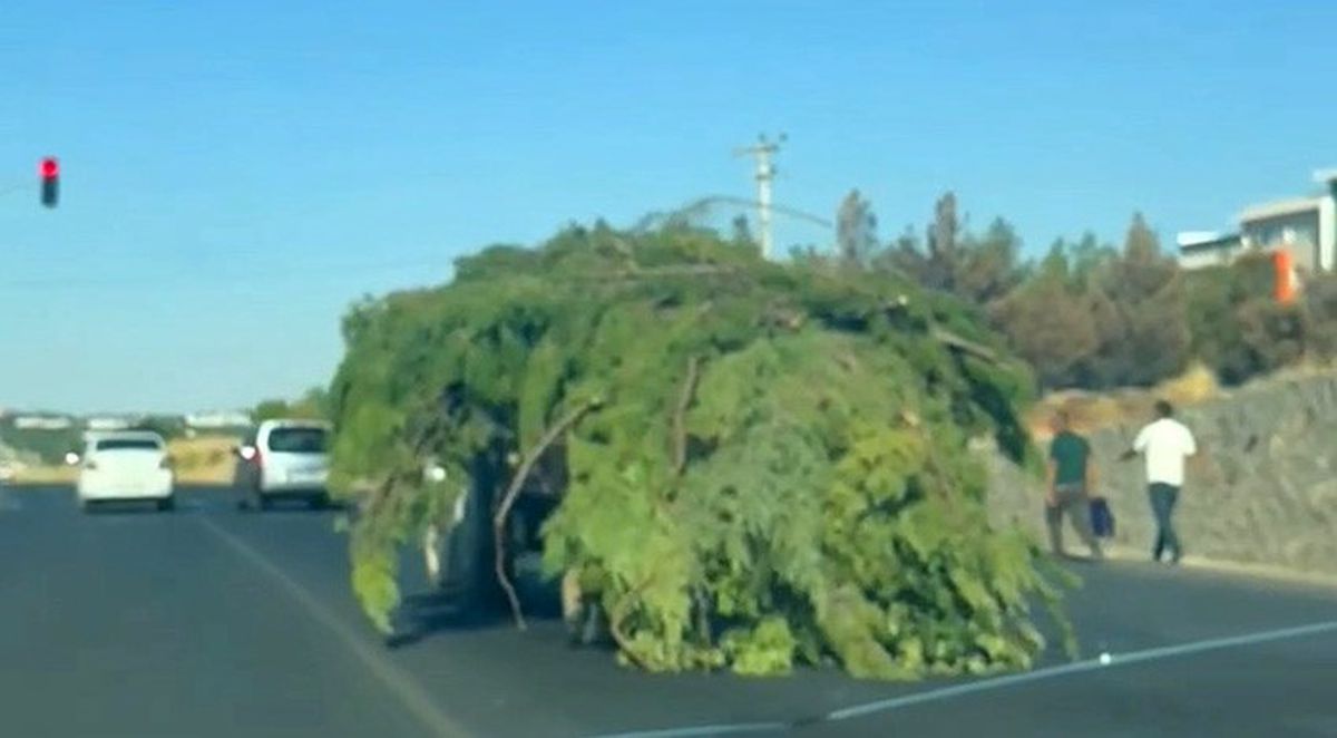 Dev Ağaç Dalı Yığını Trafikte Şaşkınlık Yarattı