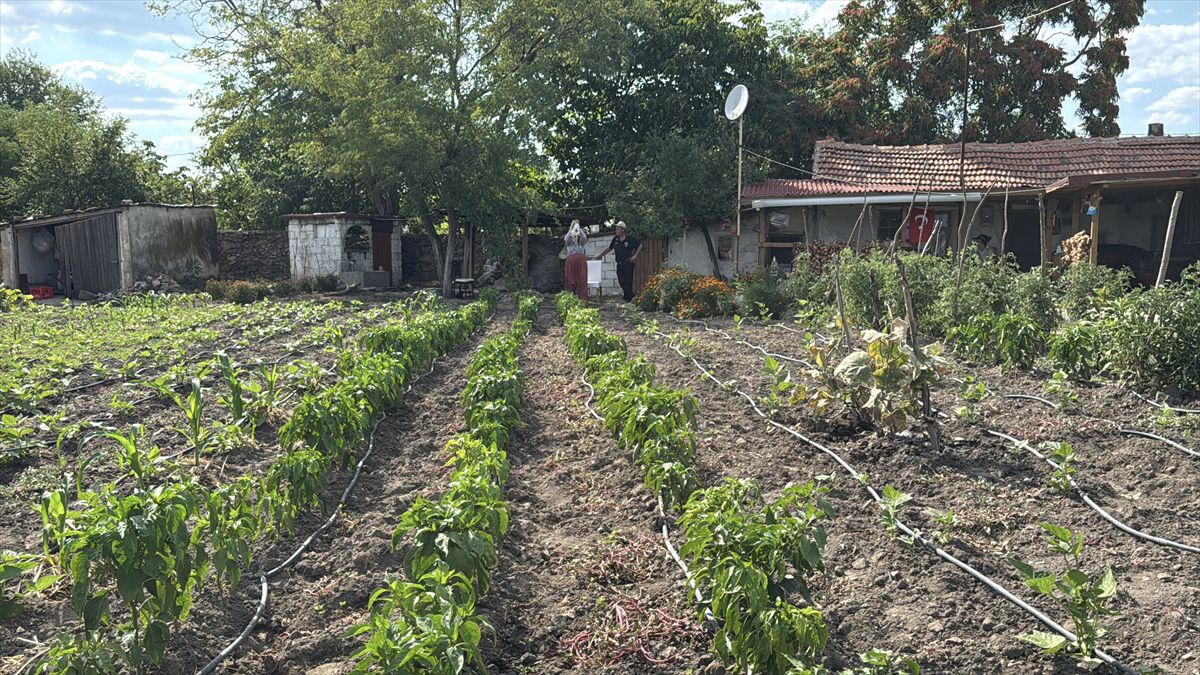 Emekli çiftin 30 kedili sevgi yuvası