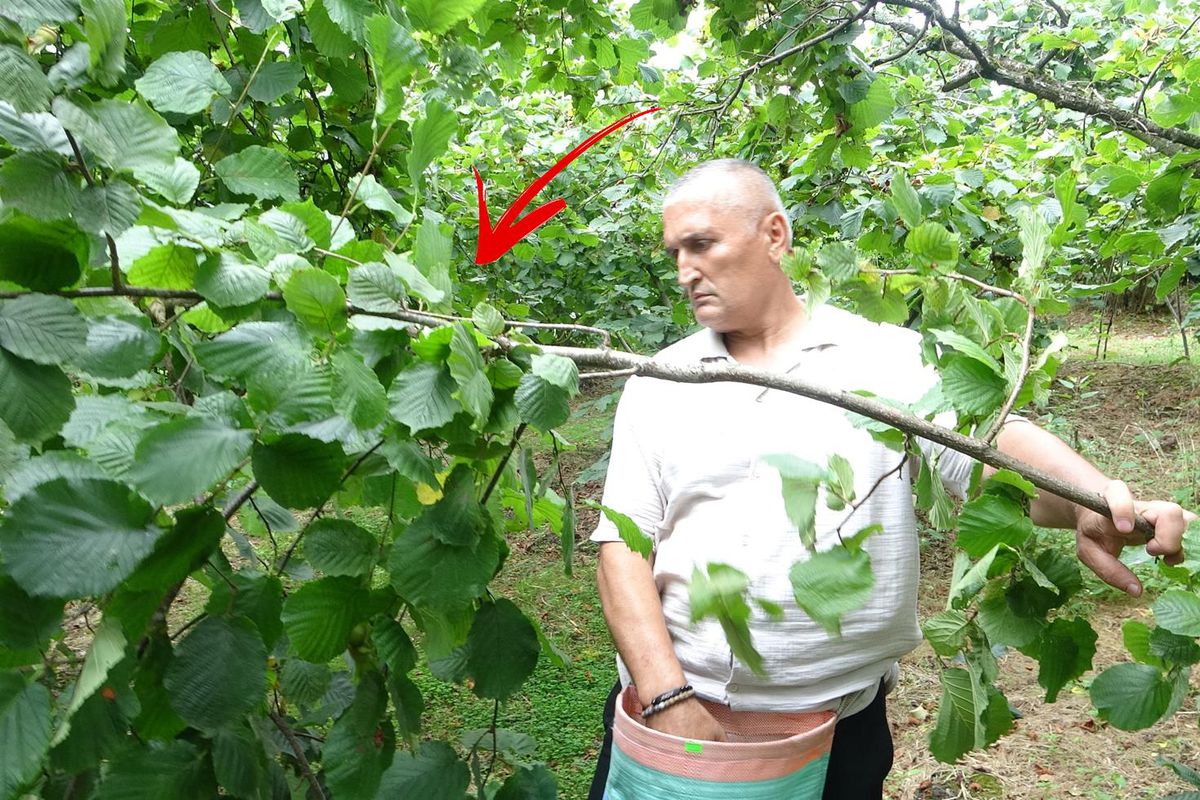 Fındık hasadı başladı, haberler kötü: Çotanakların yarısı boş