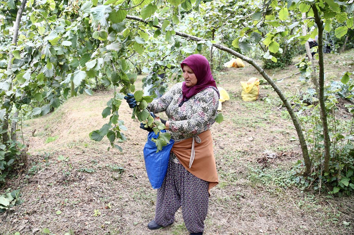 Giresun'da Fındık Hasadı Başladı
