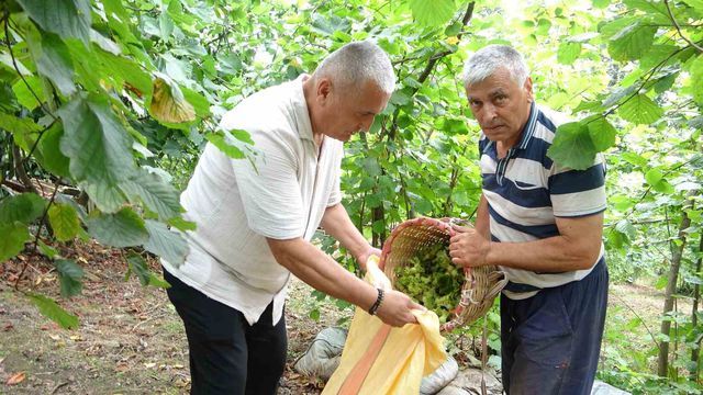 giresun da findik hasadi basladi 5 20127125 o