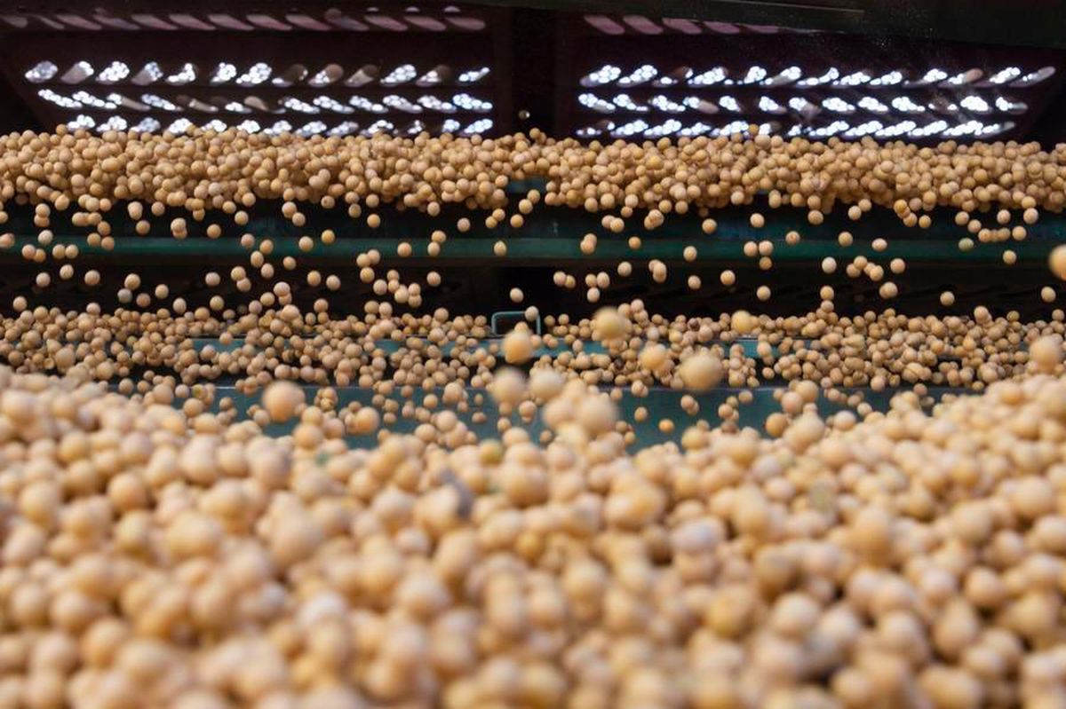 Güney Afrika'dan Çin'e 200 Bin Ton Soya İhracı