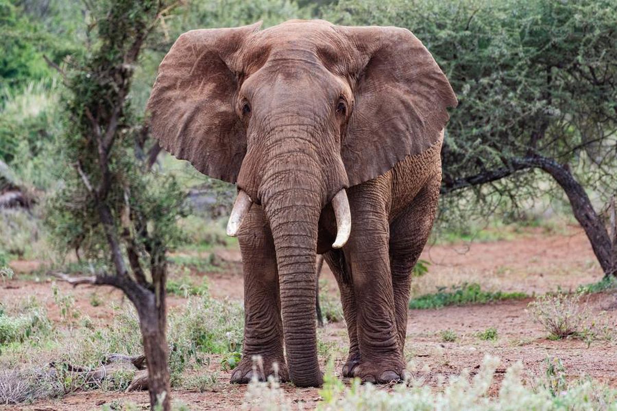 Kenya'da Bir Ayda 16 Fil Ölümü: Amboseli'de Gözetim Yoğunlaştırıldı