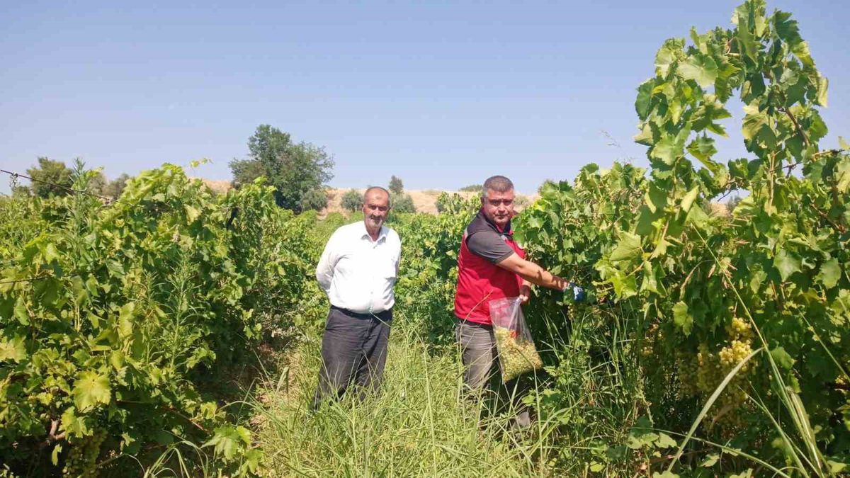 Turgutlu'da Üzüm Bağlarında Hasat Öncesi Pestisit Denetimi