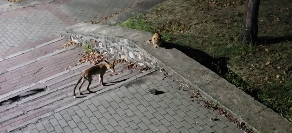 Bursa'da Gece Yarısı Parkta Tilki, Kedi ve Kirpinin Karşılaşması Kamerada