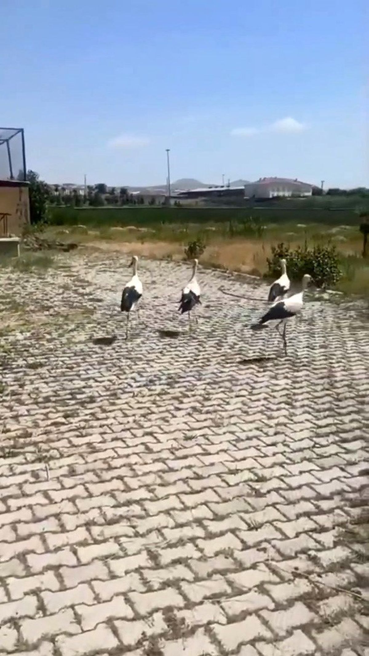 Bitlis'teki bitkin leylekler tedavi edilip doğaya salındı