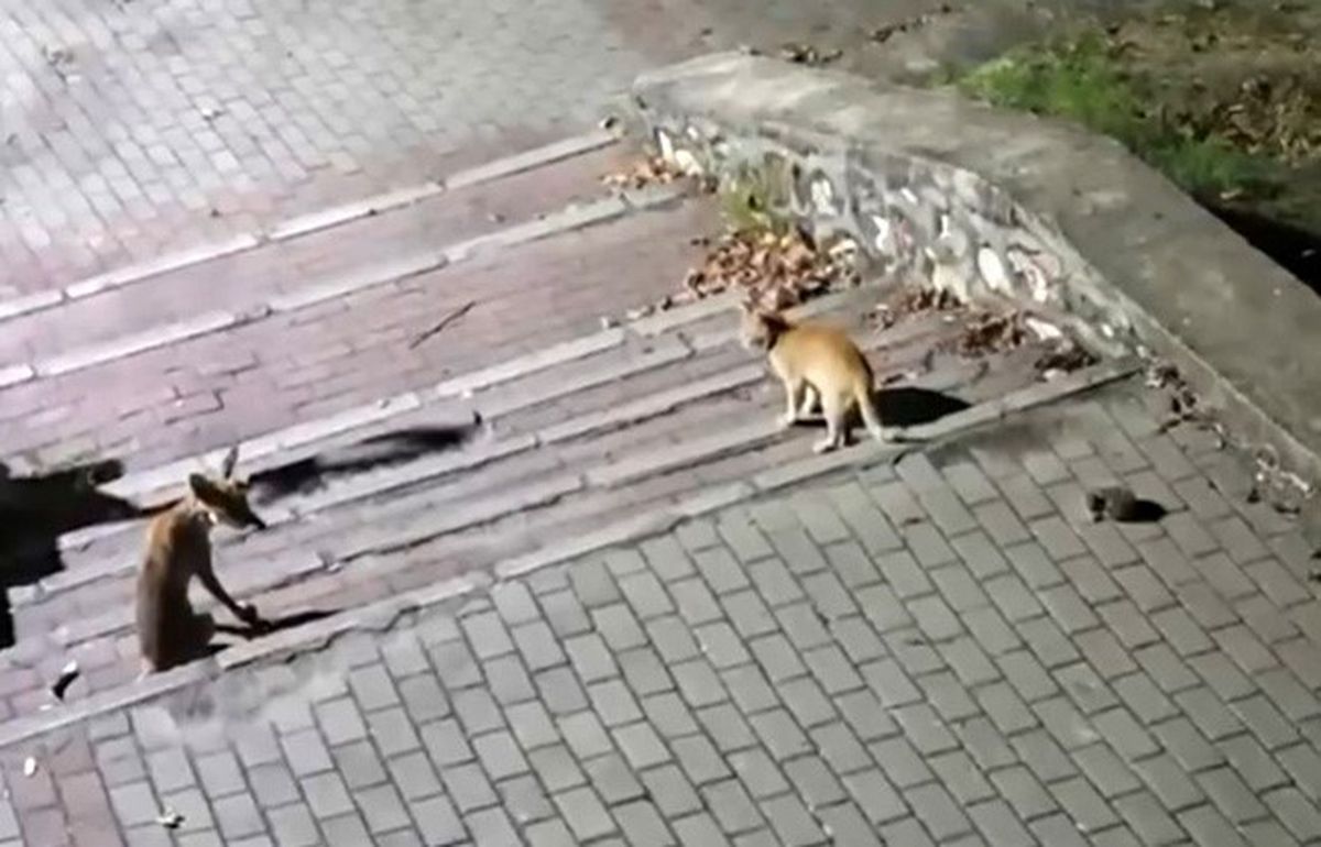 Parkta Tilki, Kedi ve Kirpi Buluşması