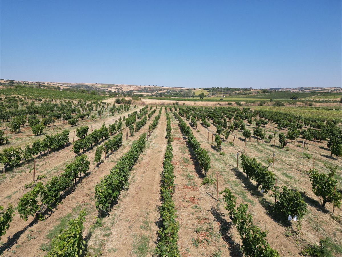 Trakya İlkeren Üzümünde Hasat Başladı