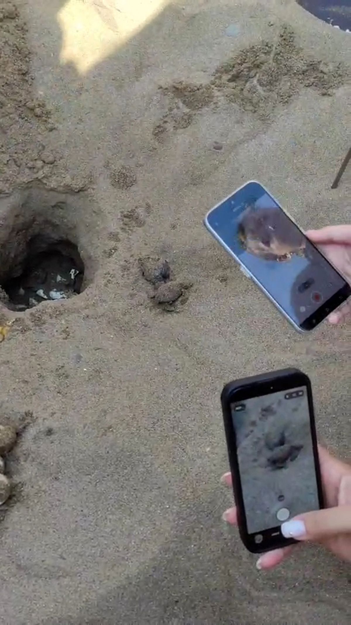 Caretta caretta yavruları turistlerin ilgisiyle denizle buluştu