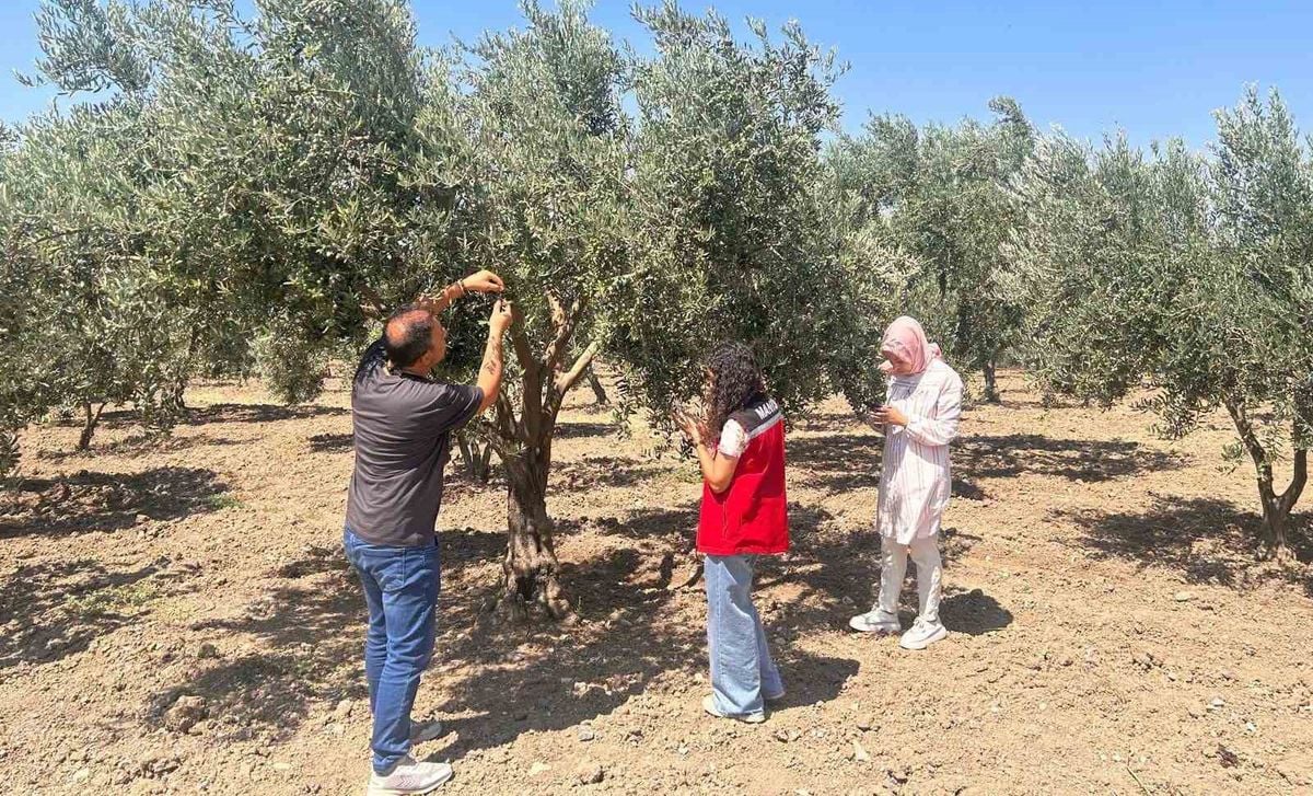 Manisa'da Zeytin Sineğiyle Mücadelede Sürvey Çalışmaları Sürüyor