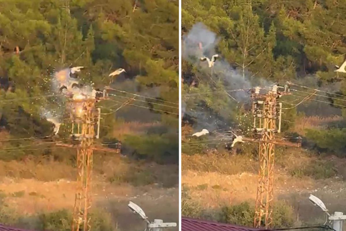 Direğe konan 5 leylekten 3’ü elektrik akımına kapılarak telef oldu