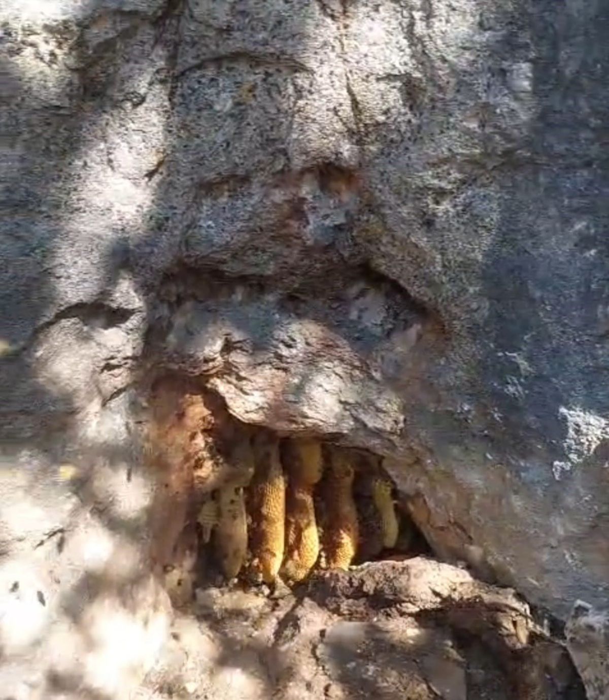 Elazığ'da Kaya Oyuğunda Doğal Bal Sürprizi