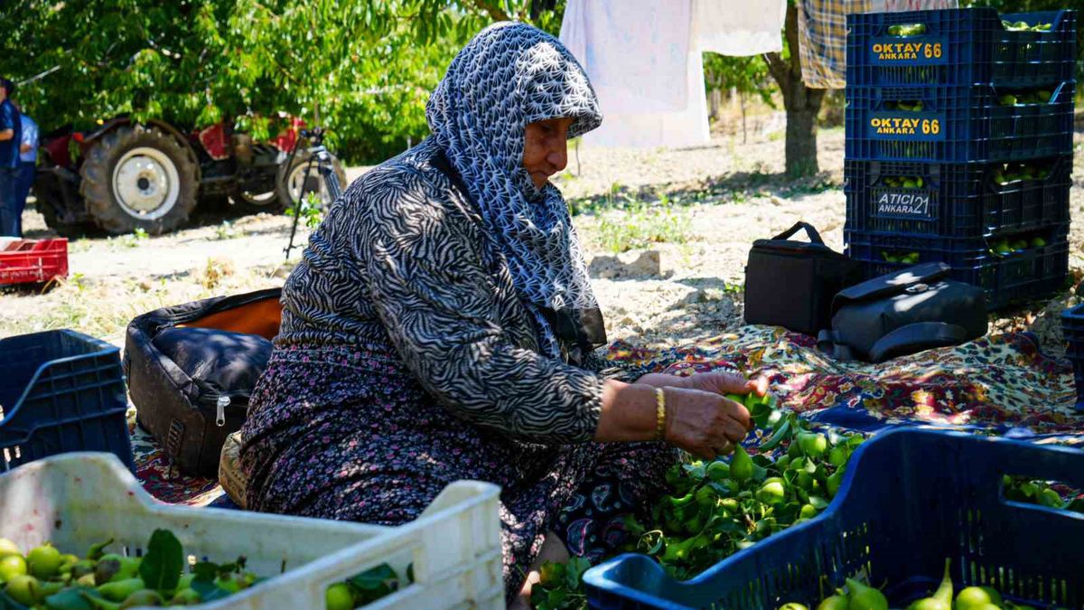 Çubuk'ta Yaz Armudu Hasadı Başladı