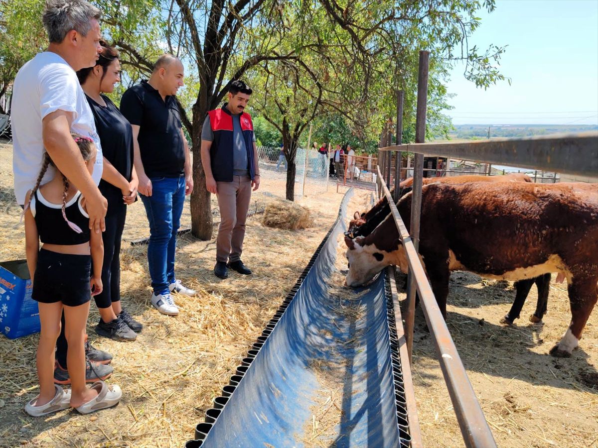 Kırklareli'nde Üreticilere Büyükbaş Hayvan Teslimi
