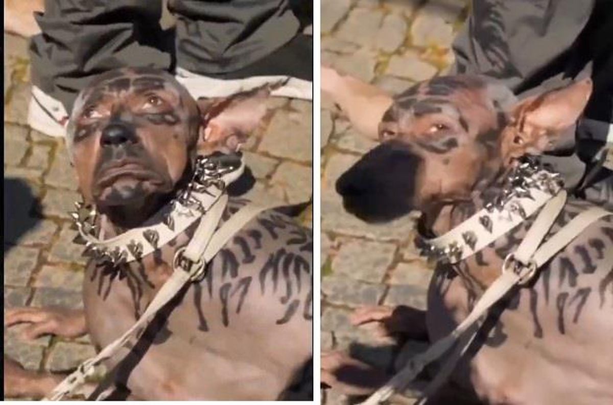 Köpeğe benzeyen adam gerçek mi, yapay zeka videosu mu?