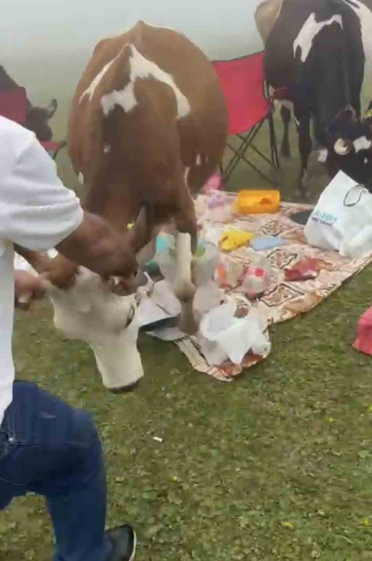Yaylada piknikçilere inek sürüsü baskını!