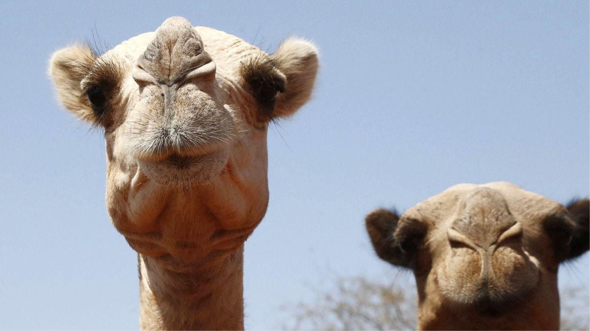 Develer bile dayanamıyor: Afrika'da aşırı sıcaklar çölün gemilerini vuruyor