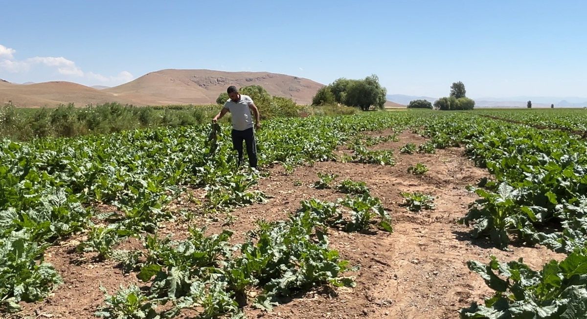Erzincan'da ayı ve yaban domuzları tarım arazilerine zarar verdi