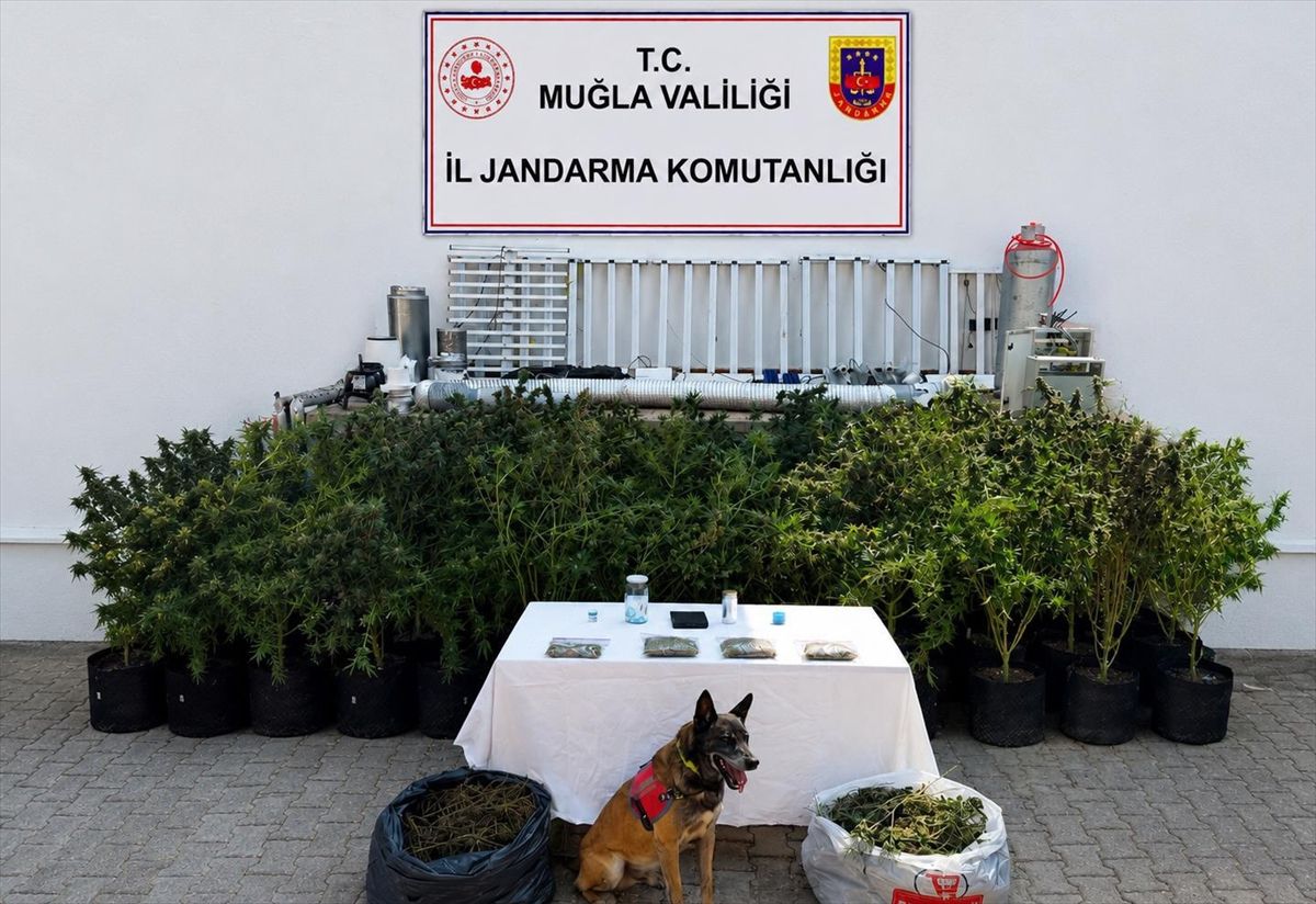 Bodrum'da Uyuşturucu Operasyonu: 56 Kök Kenevir ve 10 Kg Skunk Ele Geçirildi