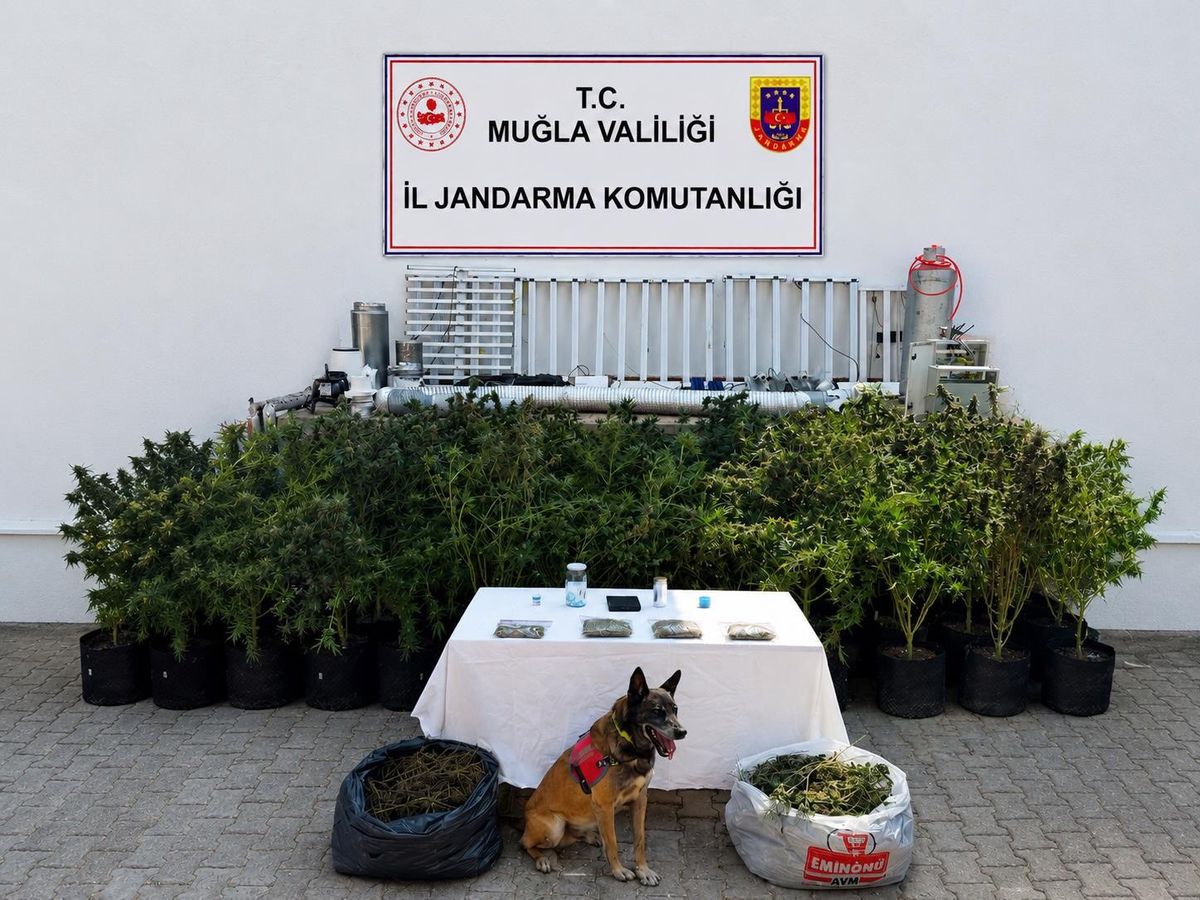 Bodrum'da uyuşturucu operasyonu: 56 kök kenevir ve 10 kilogram skunk ele geçirildi
