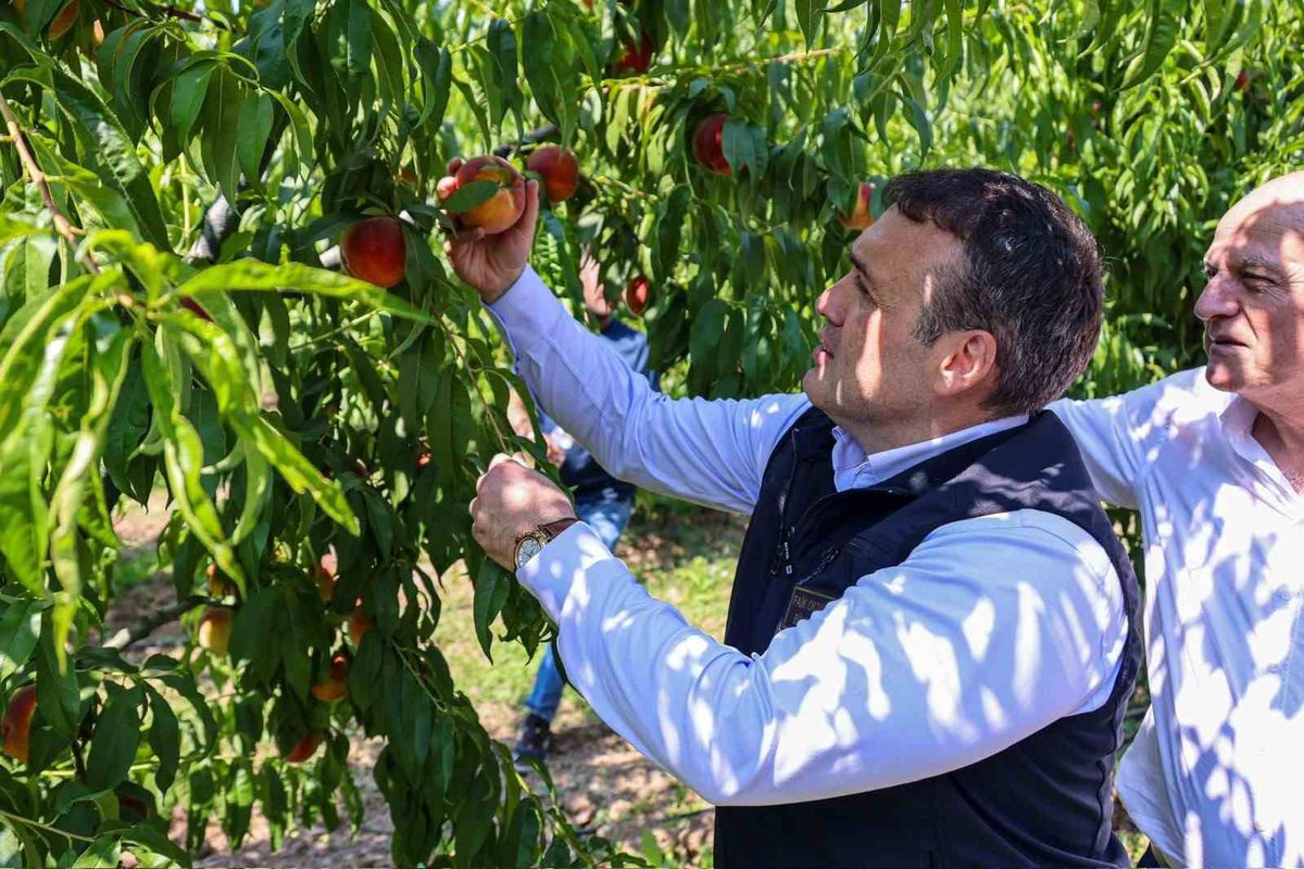 Bilecik’te Şeftali ve Nektari Hasadı Başladı: 74 Bin Ton Ürün Bekleniyor