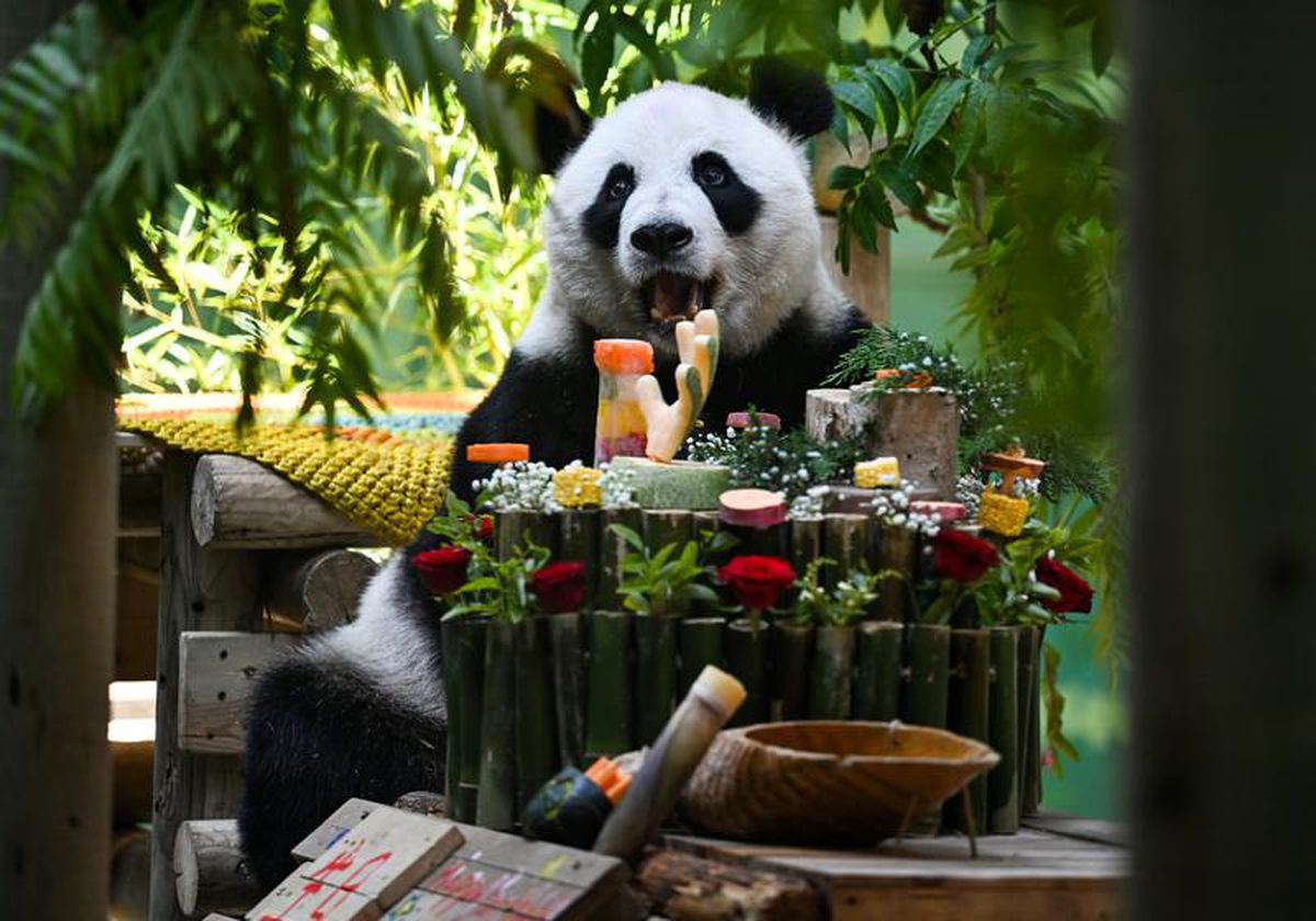 Çin’de Dev Panda Xing Mei’nin 15. Doğum Günü Kutlandı