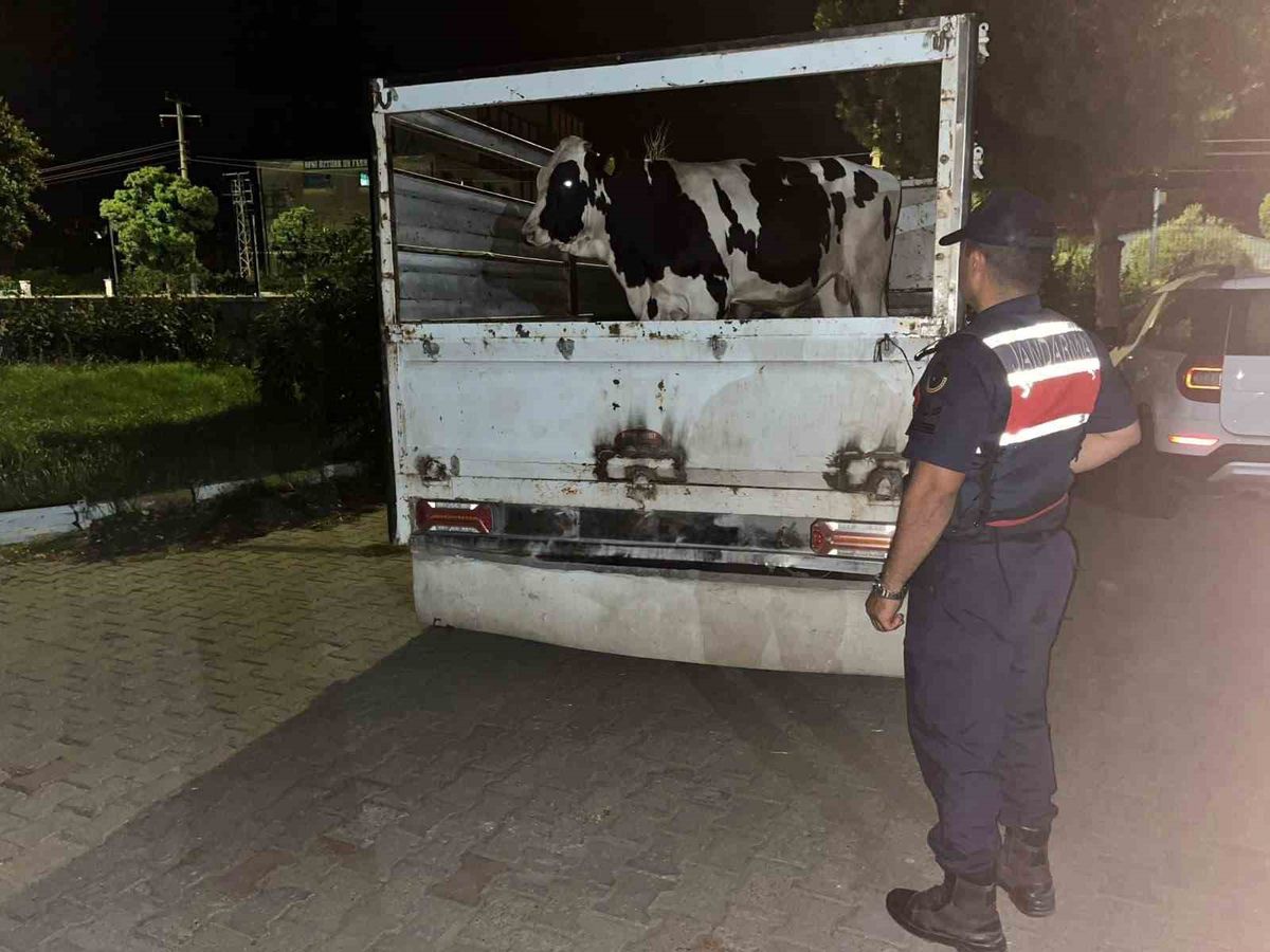 Aydın'da 350 Bin TL'lik Büyükbaş Hayvan Dolandırıcılığı: Jandarma Hayvanları Buldu