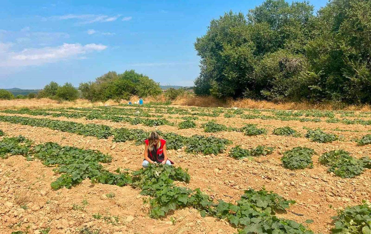 Dazkırı'da Alternatif Ürünler İçin Saha Çalışması
