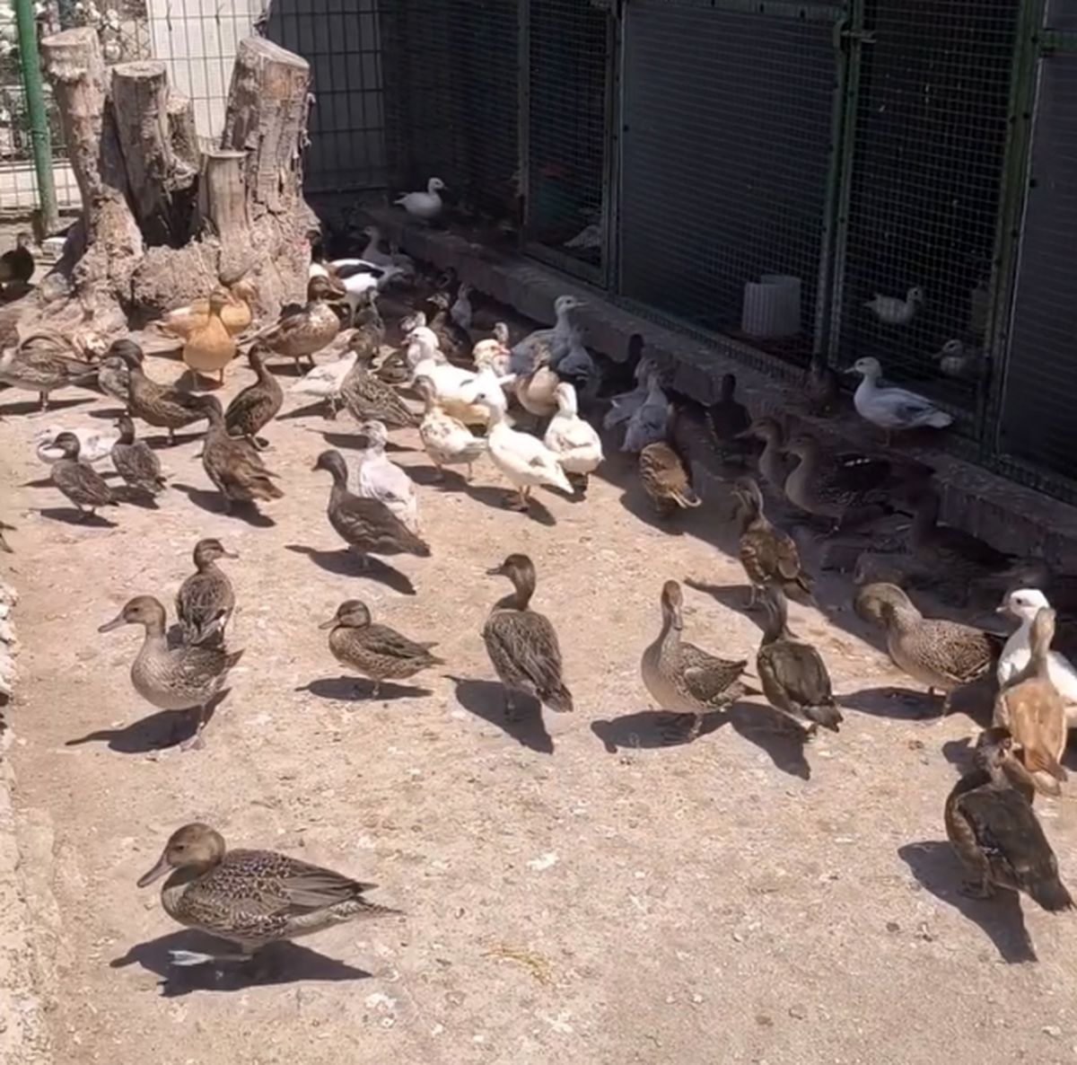 Enez'de Yaban Hayvanı Operasyonu: 257 Kanatlı Kuş Ele Geçirildi