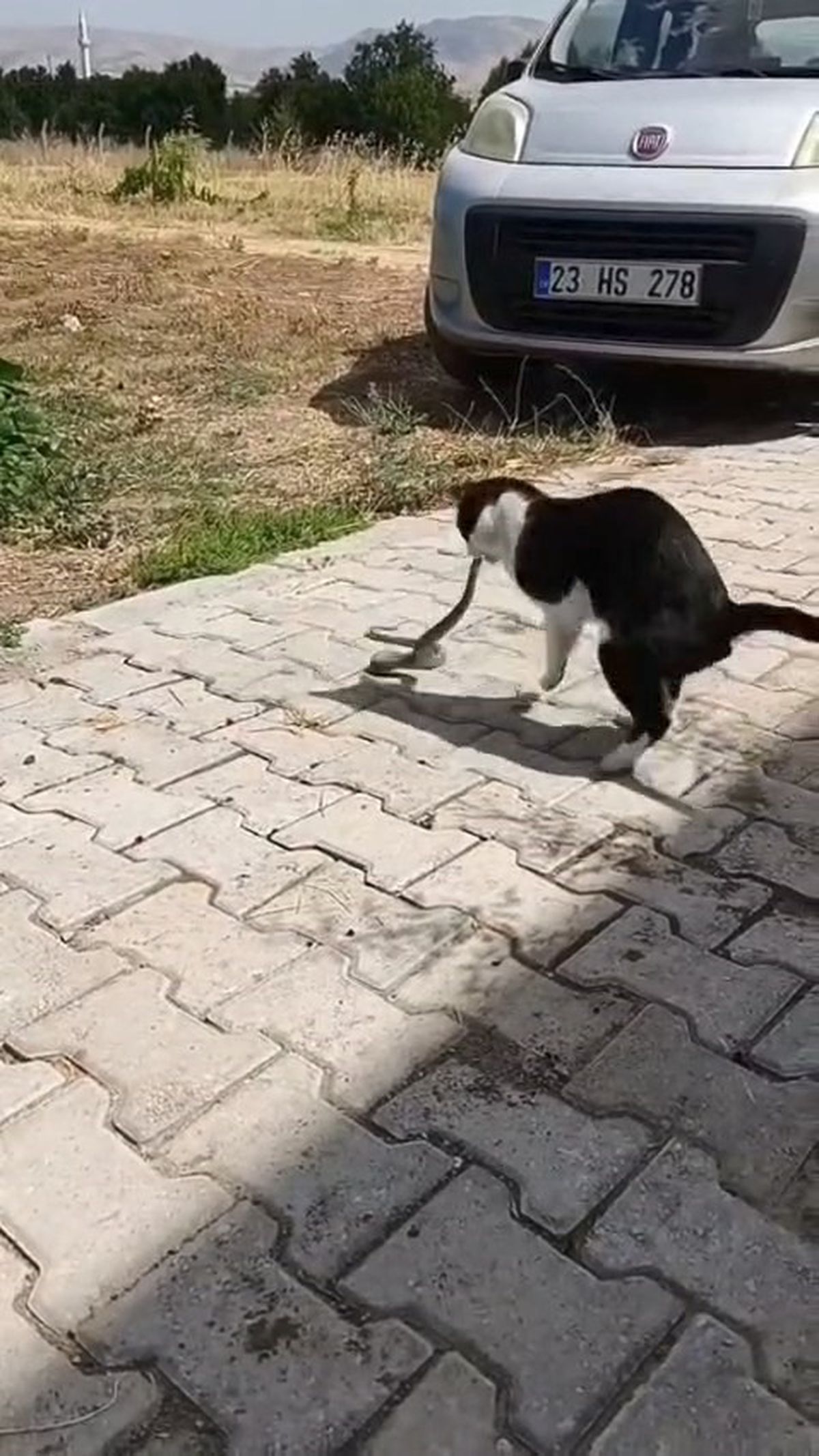 Elazığ'da Kedi-Yılan Kavgası Kamerada