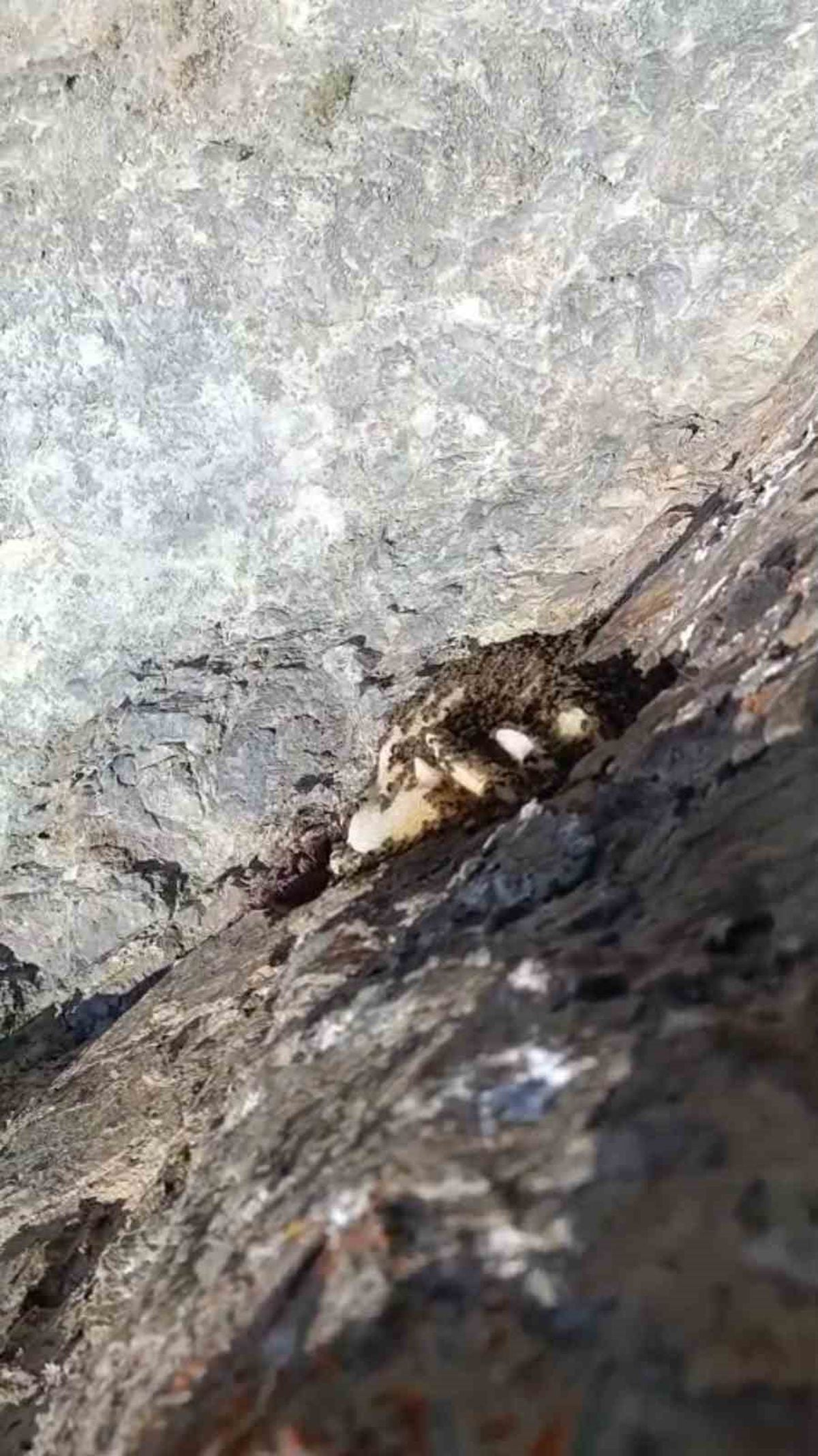Elazığ'da Doğal Kaya Balı Görüntülendi