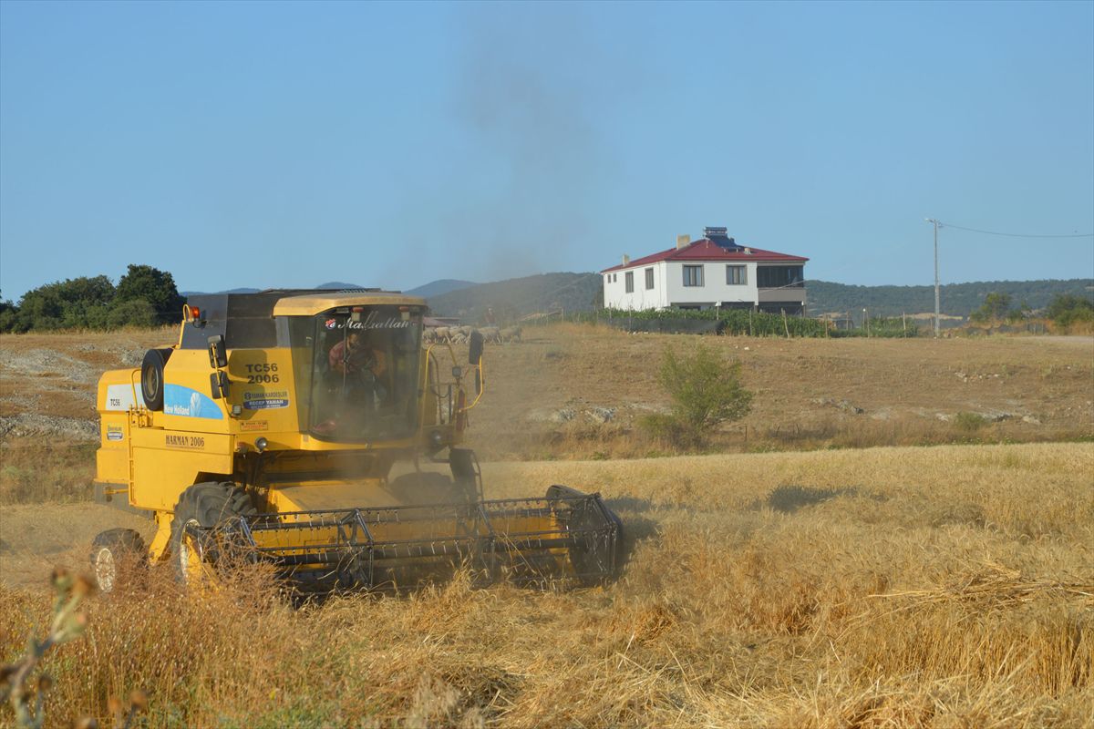 Havza'da Buğday Pazarı Hareketlendi, 25 Bin Ton İşlem Bekleniyor