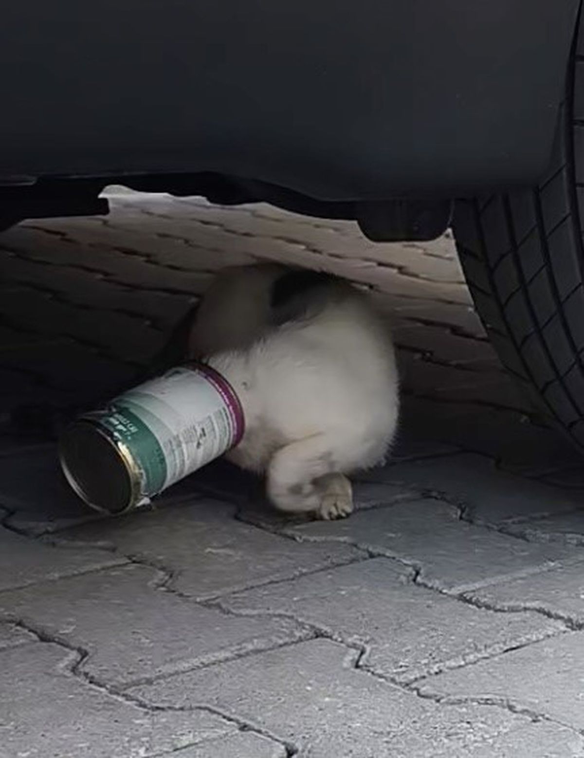 Kafasına Konserve Kutusu Sıkışan Kedi Kurtarıldı
