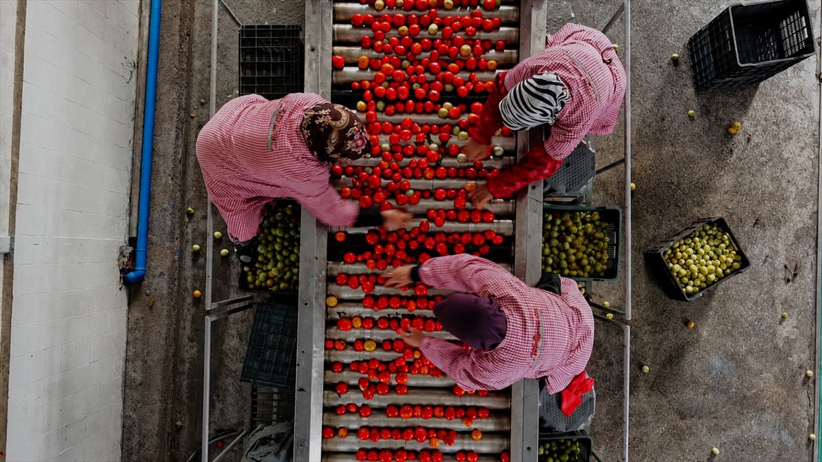 İnegöl'de salça üretim sezonu başladı: 500-600 ton hedef