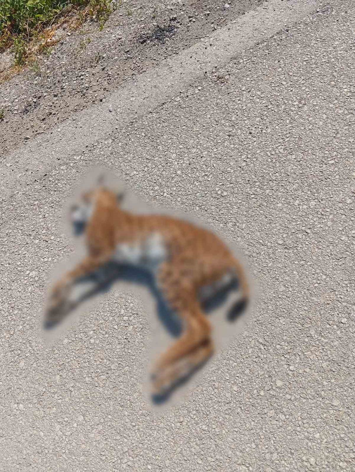Niksar'da nesli tehlikede vaşak trafik kazasında öldü