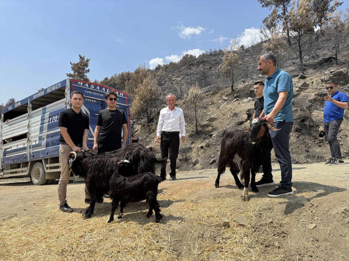 Muğla'da yangın mağduru çiftçilere 114 küçükbaş hayvan dağıtıldı