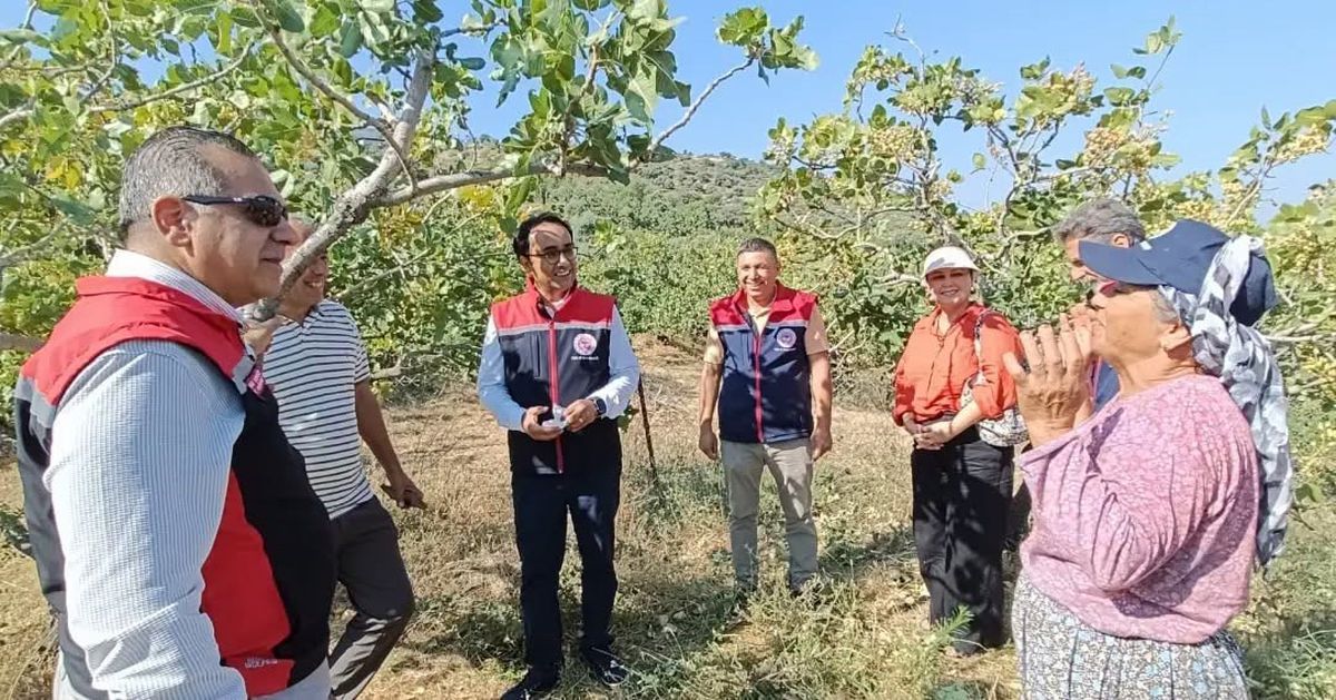 Yenipazar'da Antepfıstığı Hasadı Başladı: Aydın Üretiminin Yüzde 73'ü Bu İlçeden