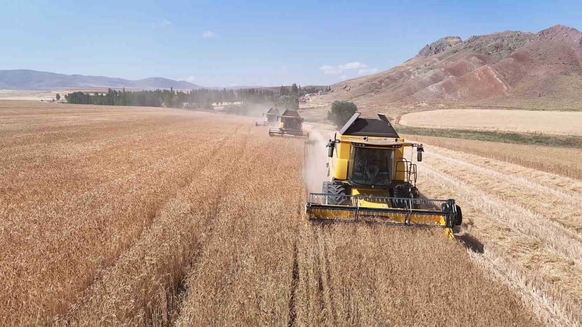 TİGEM'de tritikale hasadı başladı: Rekoltede yüzde 50 artış bekleniyor