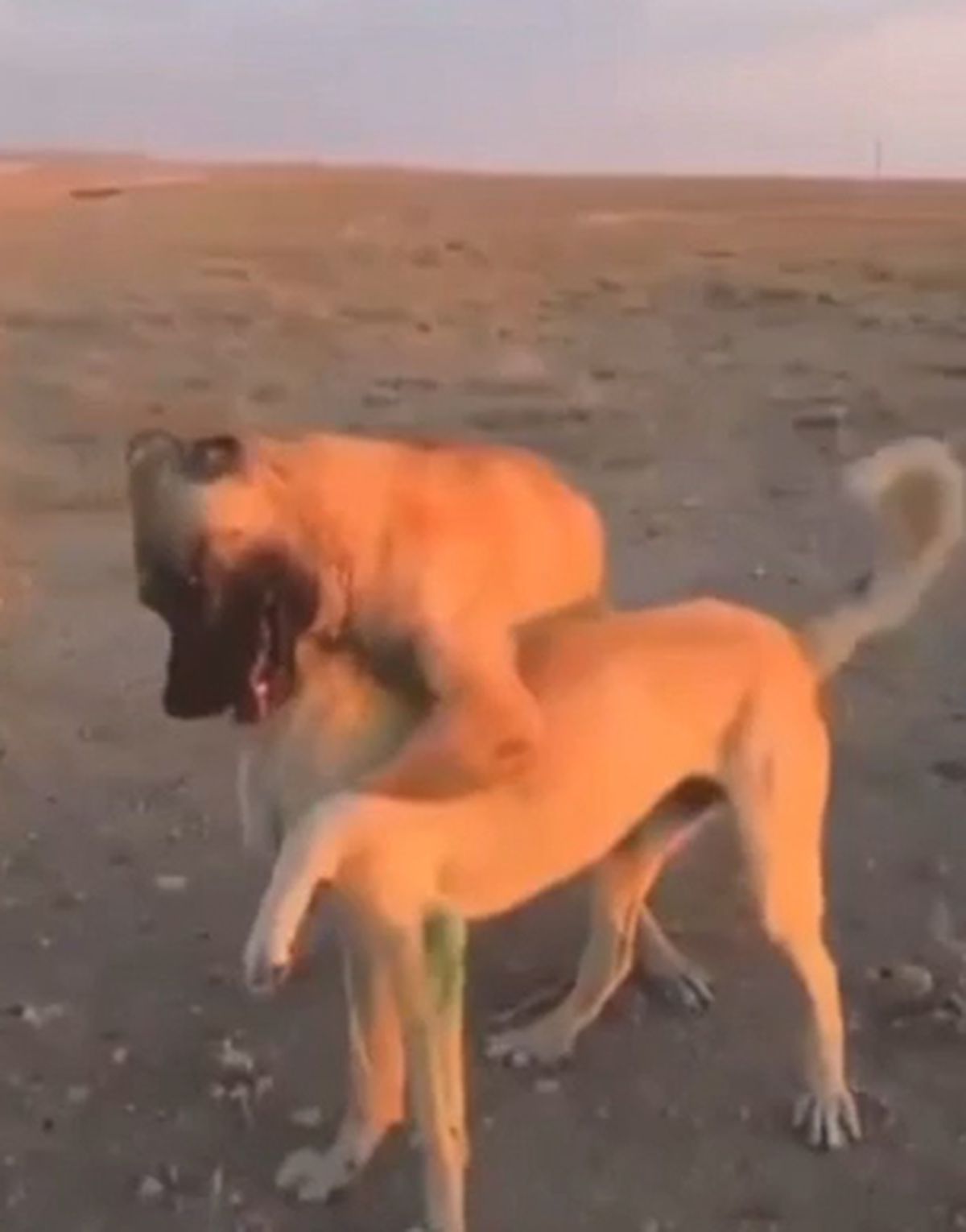 Aksaray'da Köpek Dövüştürüp Canlı Yayın Yapan 3 Kişiye Büyük Ceza