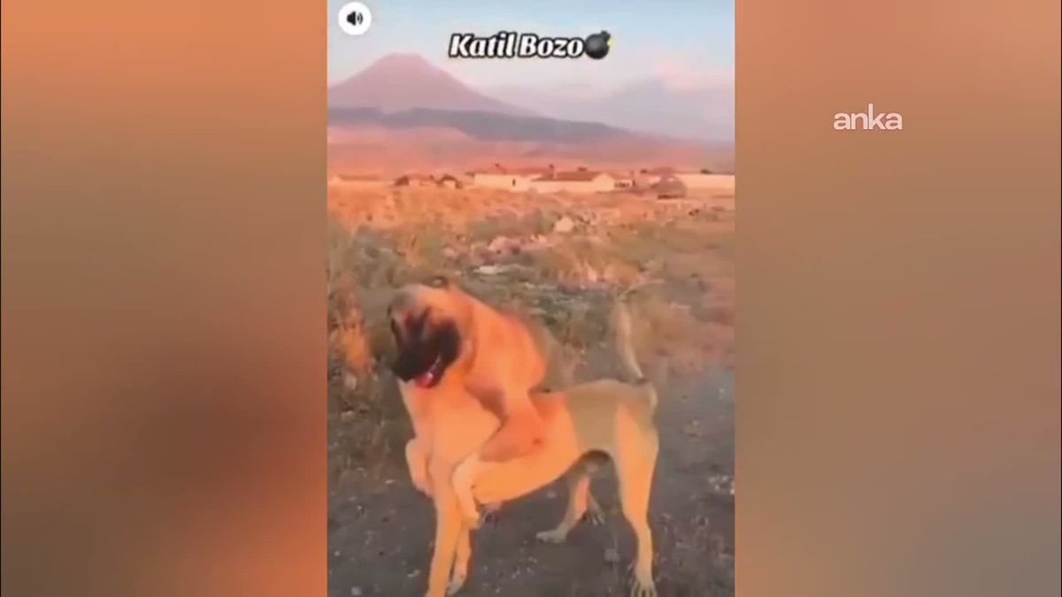 Aksaray'da köpek dövüşüne 3 gözaltı, 39 bin TL ceza