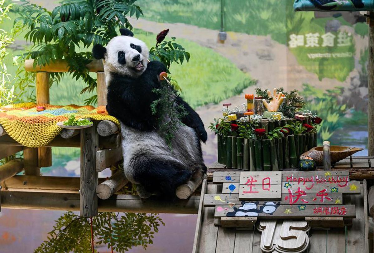 Tianjin'de Dev Panda Xing Mei'nin 15. Doğum Günü Kutlandı