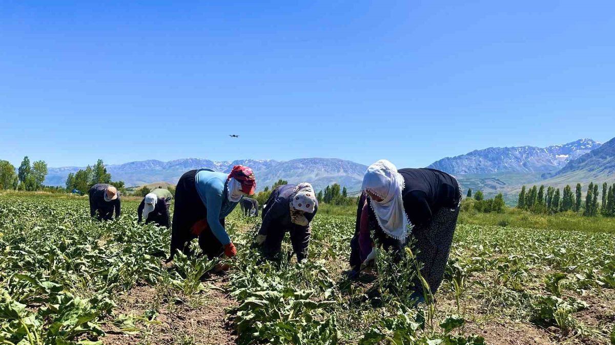 Erzincan'da Çiftçiler Kavurucu Sıcakta Şeker Pancarı Çapalıyor