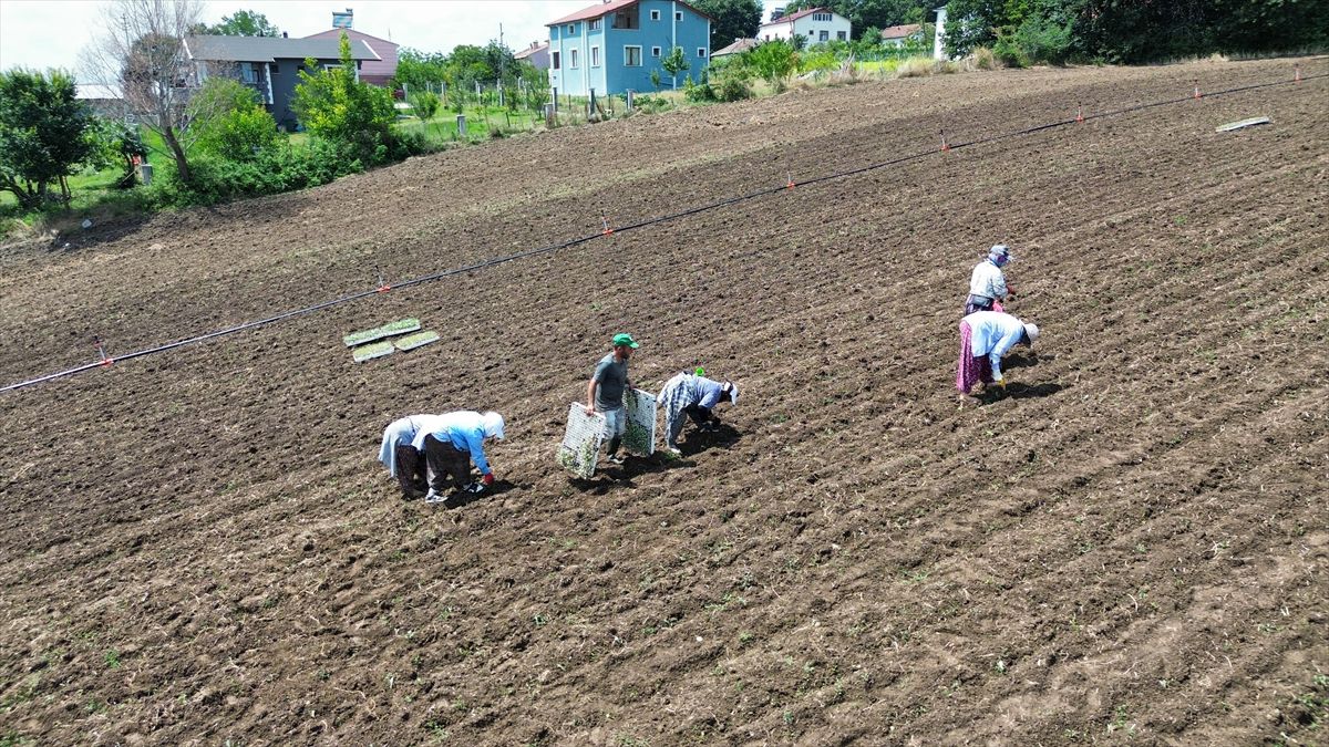 Bafra Ovası’nda erkenci kışlık sebze ekimi başladı