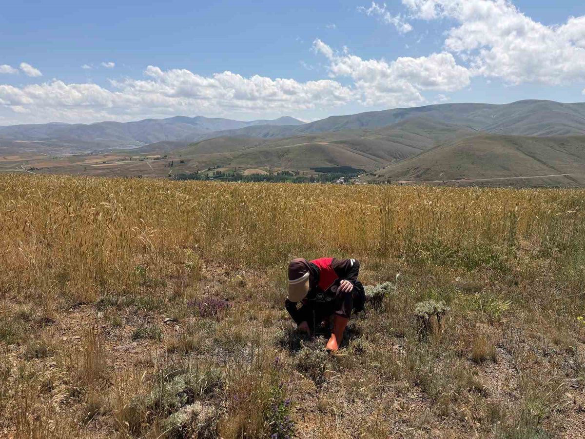 Bayburt’ta Tarım Zararlılarına Karşı Sürvey Çalışmaları Sürüyor