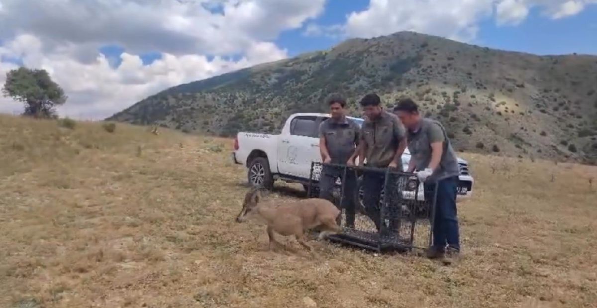 Yaralı yaban keçisi doğaya salındı