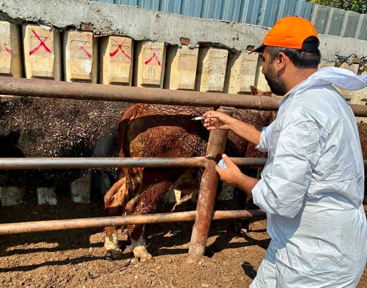 Çay'da Besilik Hayvanlarda Sağlık Kontrolleri Yapıldı