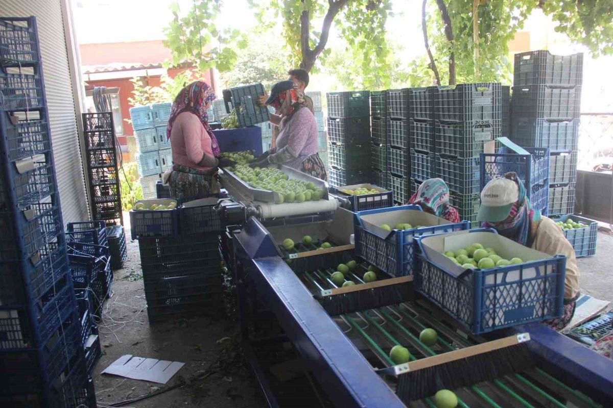 Bayramiç Beyazı'nda 10 Bin Ton Üretim Bekleniyor