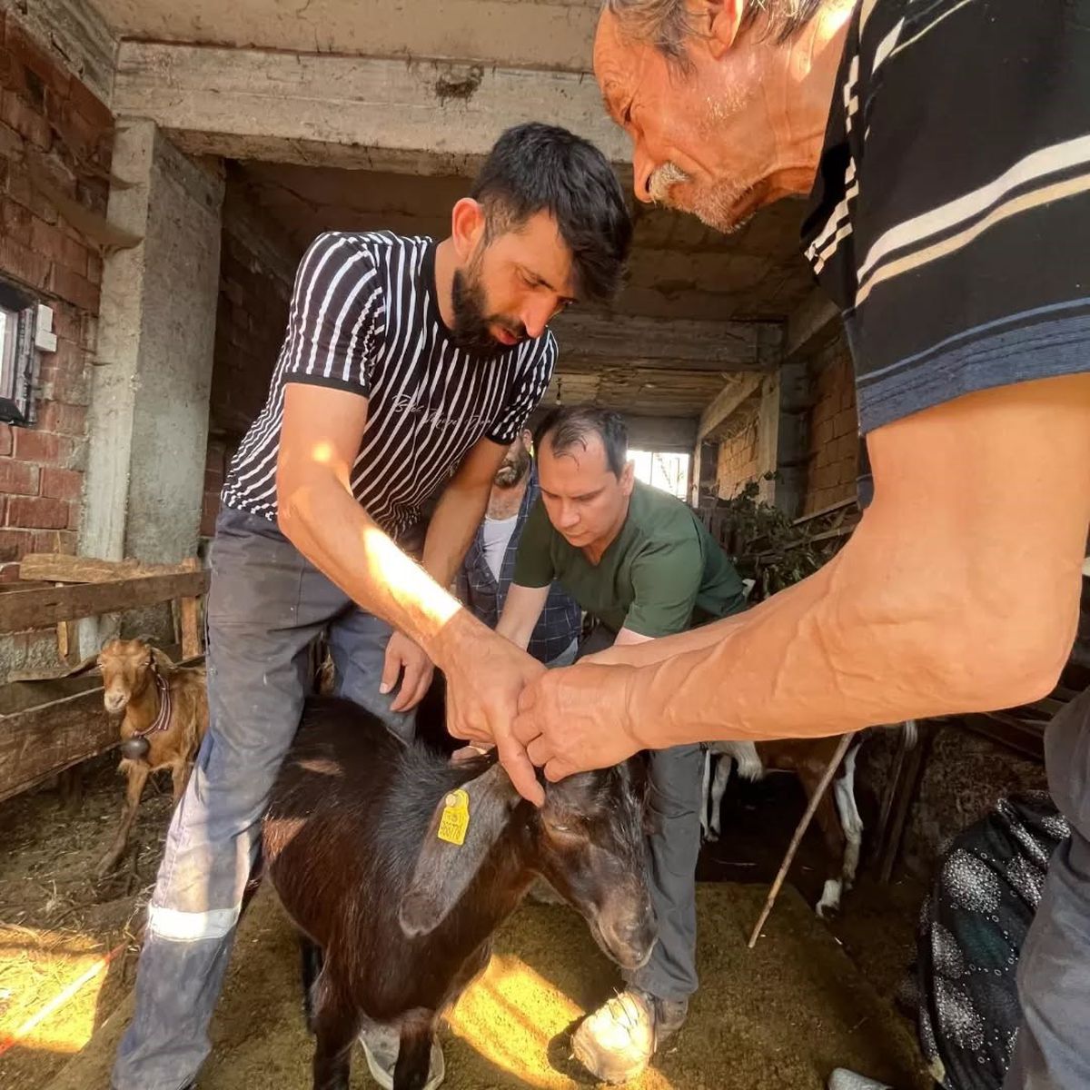Yığılca'da Küçükbaş Hayvanlara Aşılama ve Küpeleme