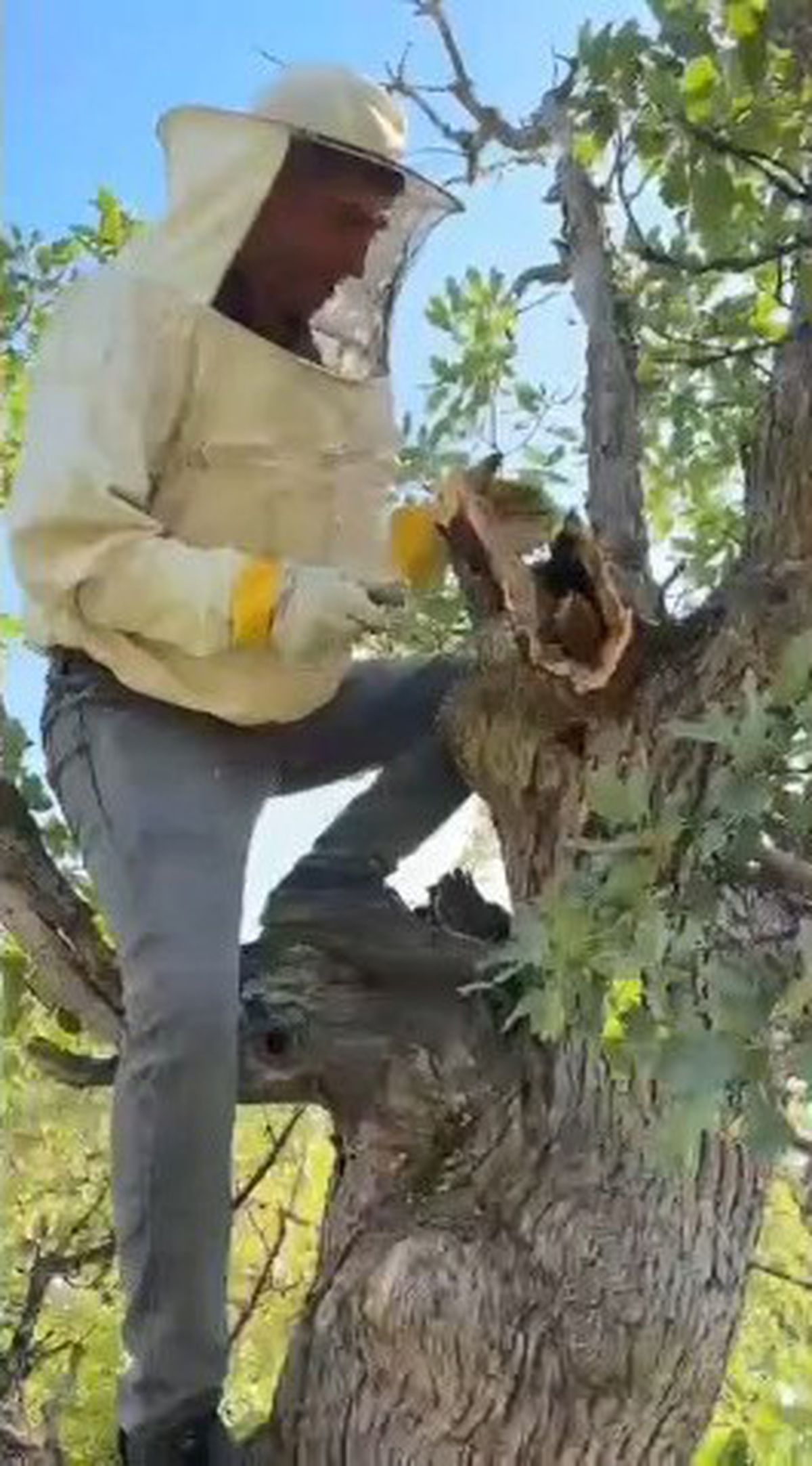 Elazığ'da Kuru Meşe Ağacından 3 Kilo Bal Çıktı